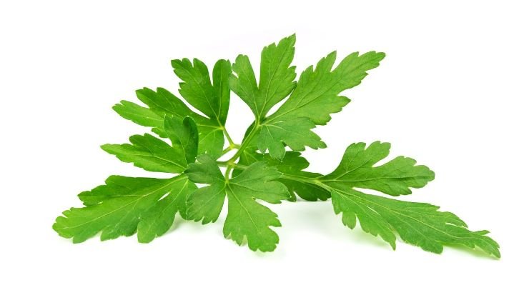 Come conservare il prezzemolo How to store parsley