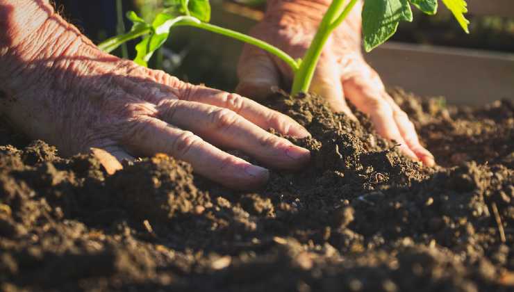 Piantare nocciolo Planting hazel