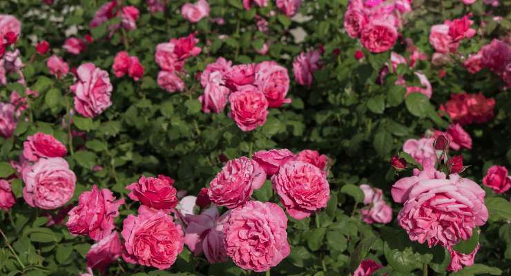 rich rose garden