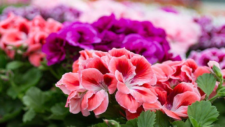 Colorful geraniums