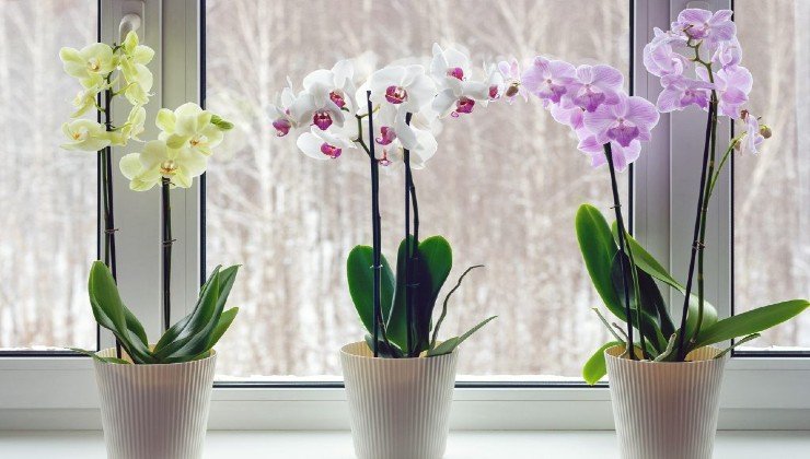 Orchids