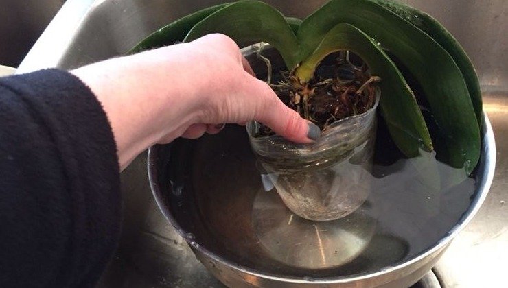 Watering the orchids