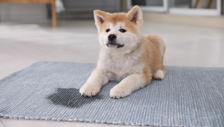urinate in the house dog urinate in the house dog
