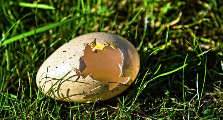 Recycle egg shells