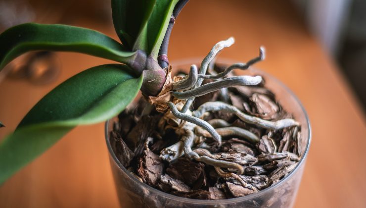 rejuvenate your orchid rejuvenate your orchid