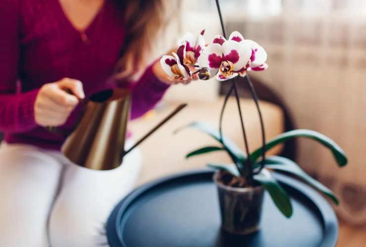 Orchids