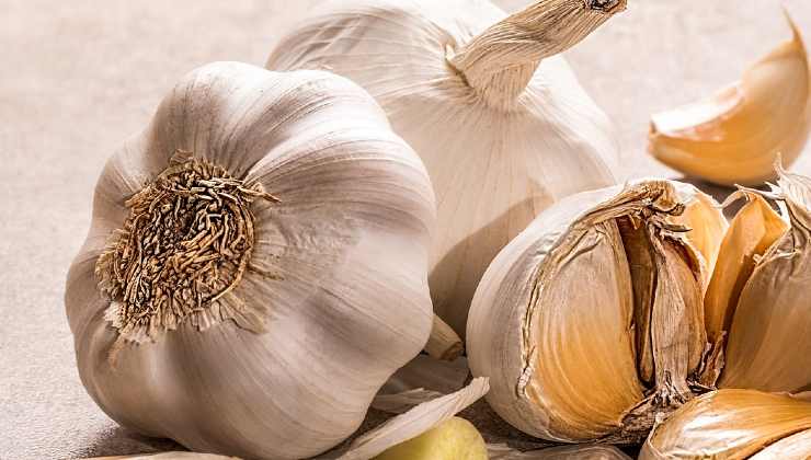 grow garlic grow garlic