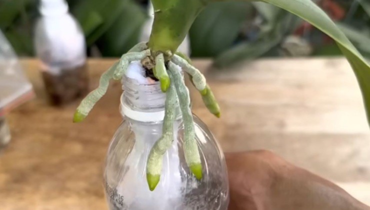 far rivivere un'orchidea senza radici Reviving a rootless orchid
