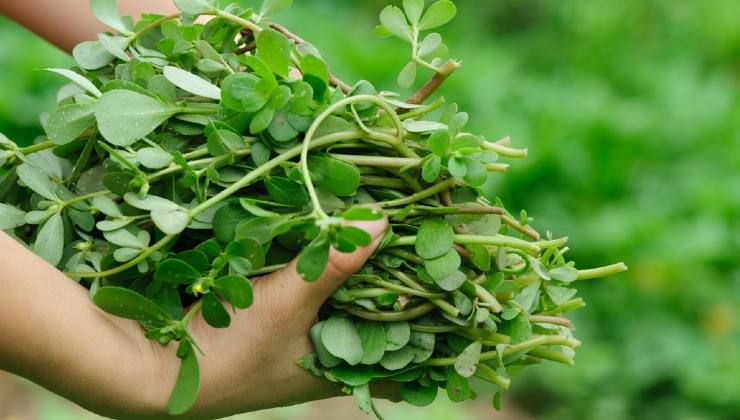 Portulaca beneficial plant