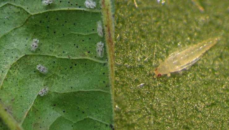 Afidi e Tripidi Aphids and Thrips