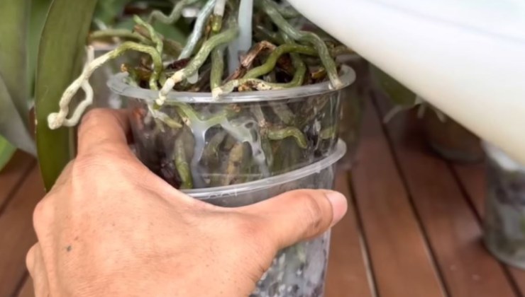 Natural milk fertilizer for orchids