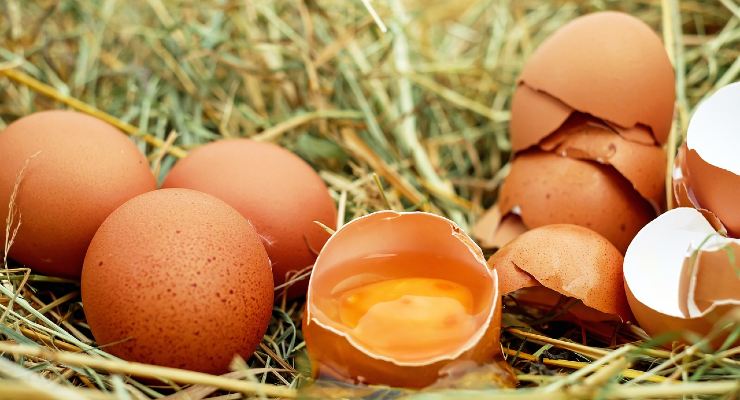 Egg shells