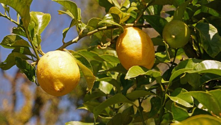 Limoni Lemons