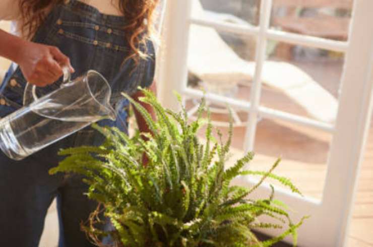 Watering plant Watering plant