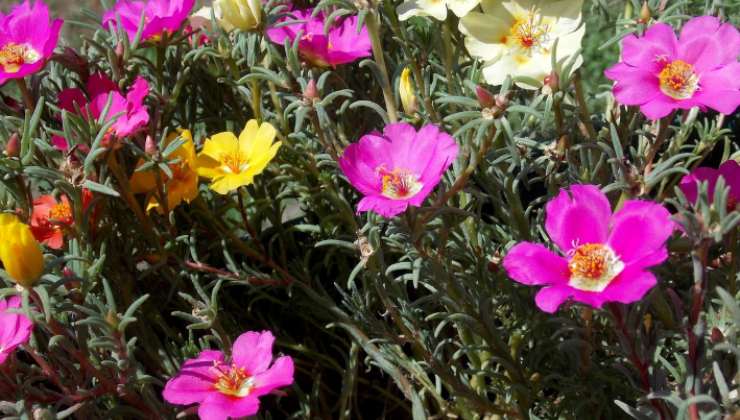 La Portulaca grandiflora in fiore Portulaca grandiflora in bloom
