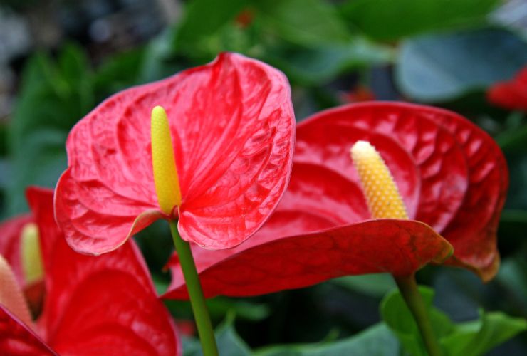 Anthurium