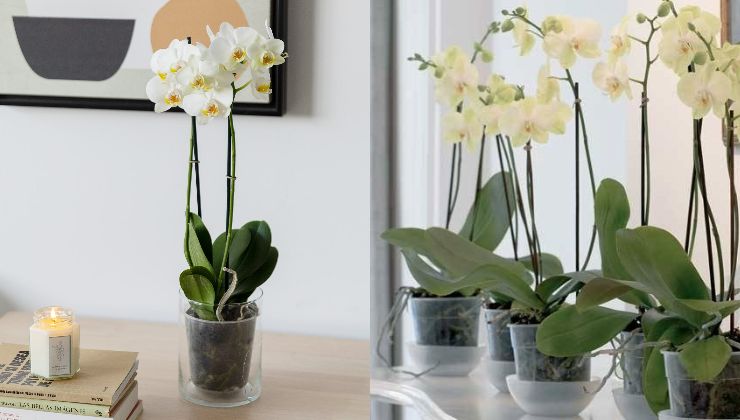 Plants in transparent pots